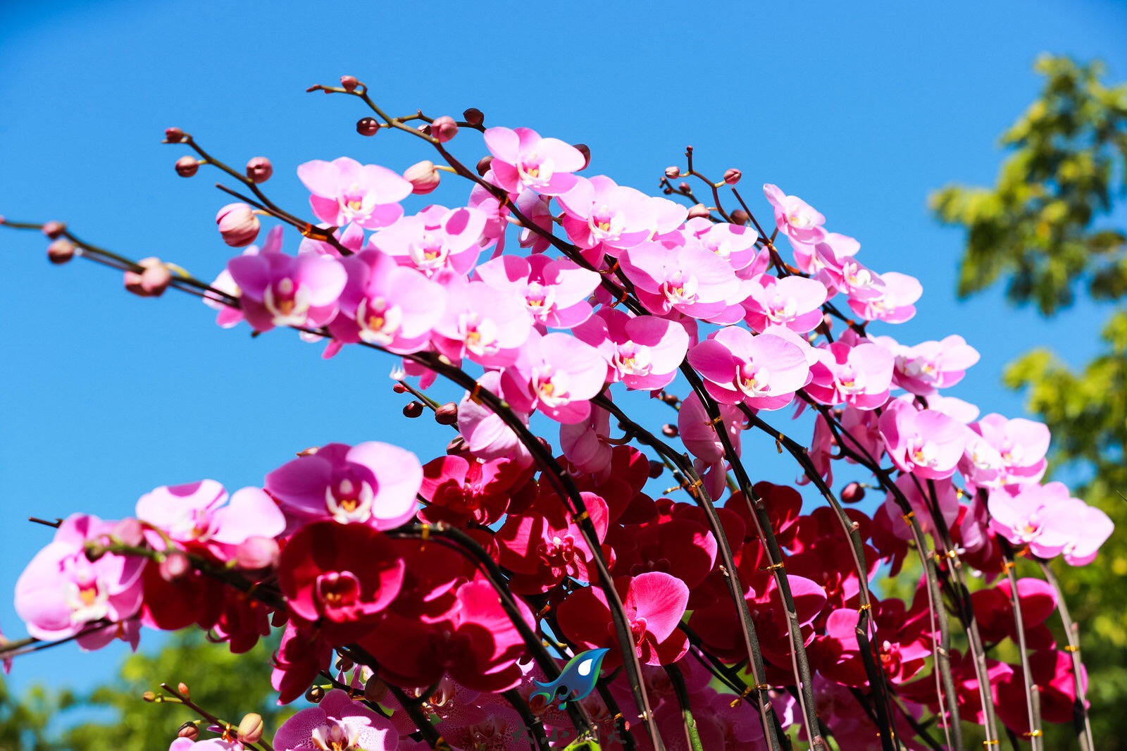三亞迎春蘭花展在臨春嶺公園舉行 (12)