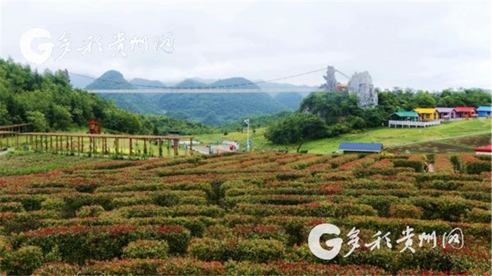 W020190717551182667478 W020190717551182667478