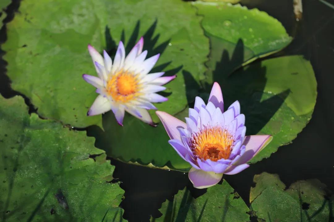 微信圖片_20200326094159 微信圖片_20200326094159