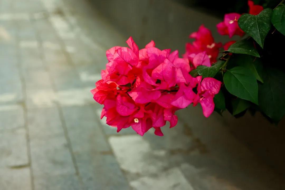 微信圖片_20200326094137 微信圖片_20200326094137