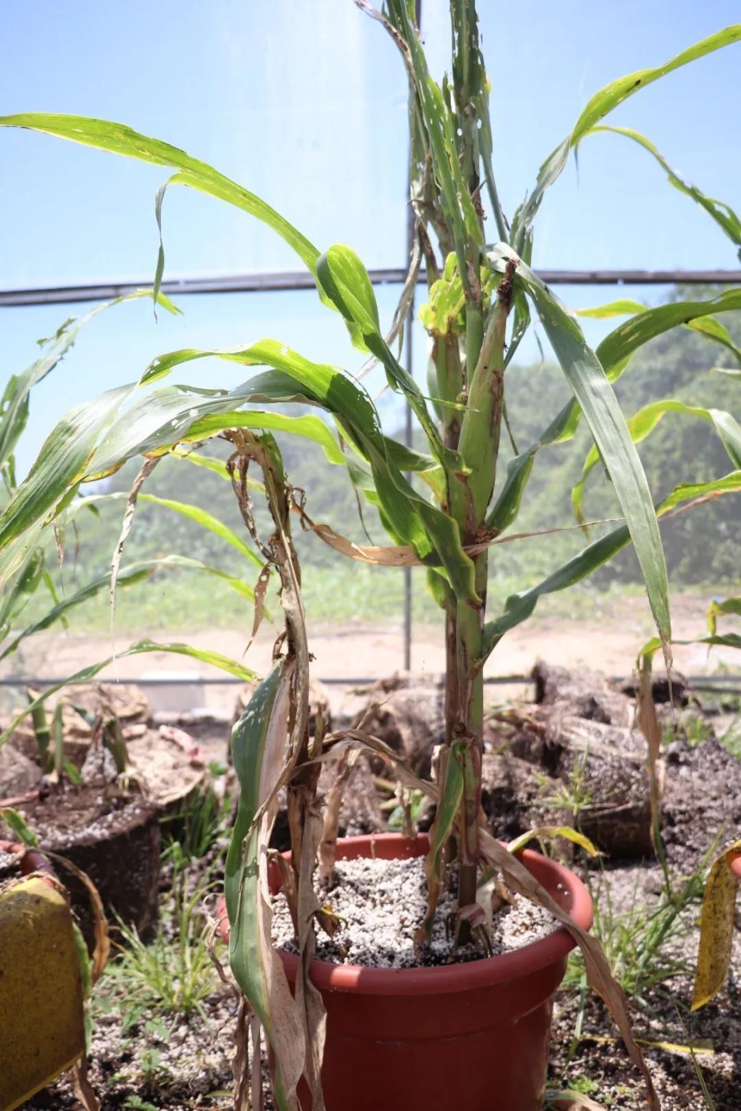 微信圖片_20200506144649 微信圖片_20200506144649