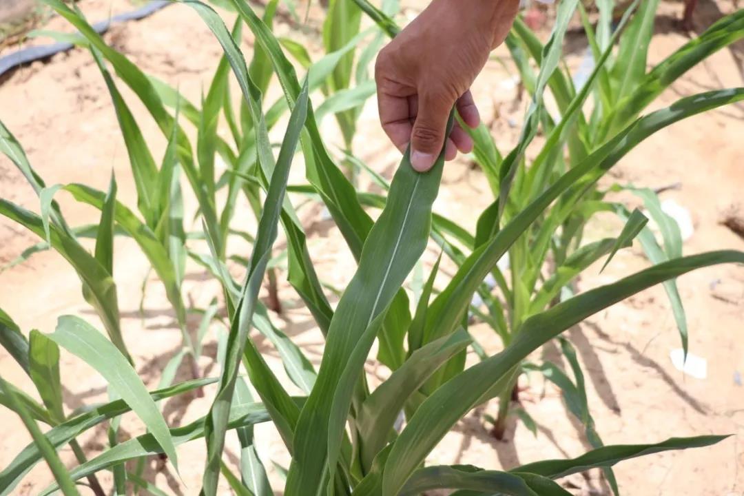 微信圖片_20200506144704 微信圖片_20200506144704