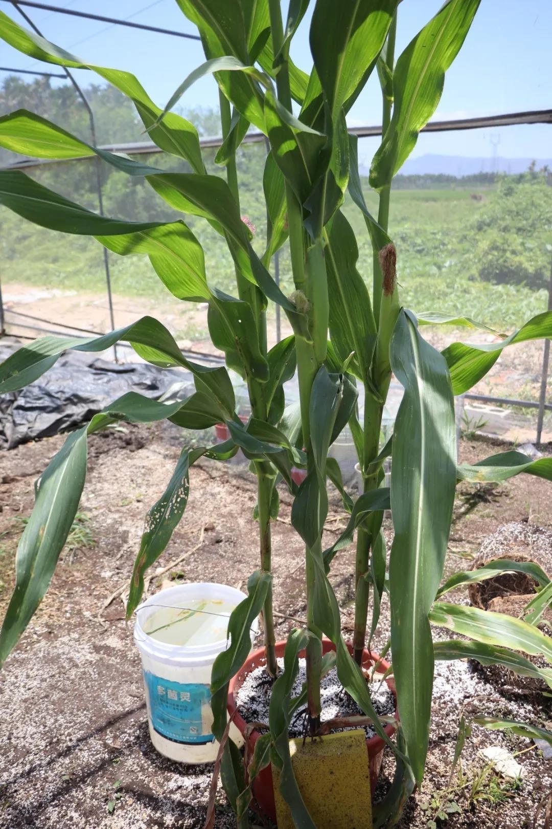 微信圖片_20200506144643 微信圖片_20200506144643