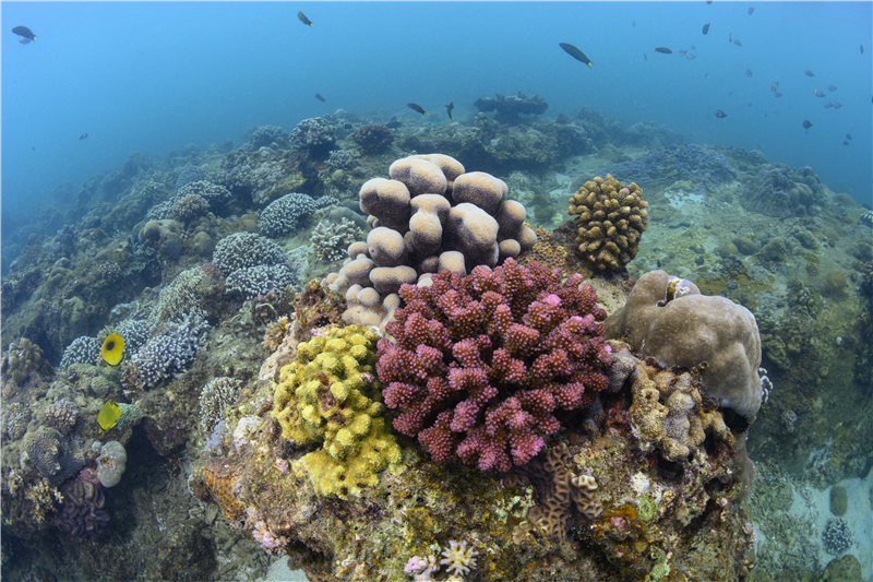 蜈支洲島珊瑚群 （攝影師張帆）