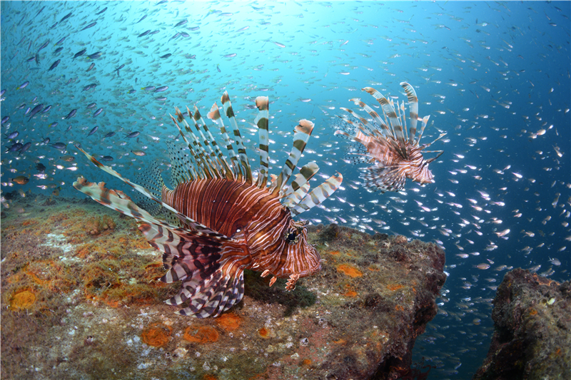 蜈支洲島獅子魚 （攝影師張帆）