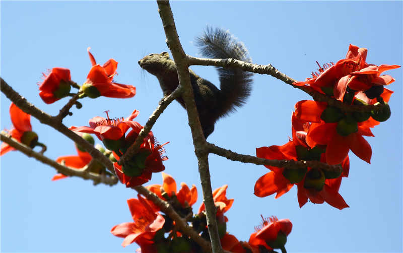2月19日,一只小松鼠三亞南山文化旅游區內的盛開的木棉花上享受“花蜜大餐” 2月19日,一只小松鼠三亞南山文化旅游區內的盛開的木棉花上享受“花蜜大餐”