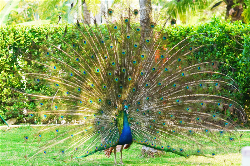 蜈支洲島的孔雀開屏啦 蜈支洲島的孔雀開屏啦