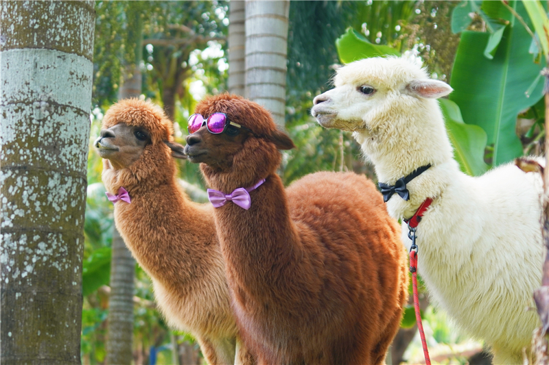 蜈支洲島可愛的羊駝 蜈支洲島可愛的羊駝